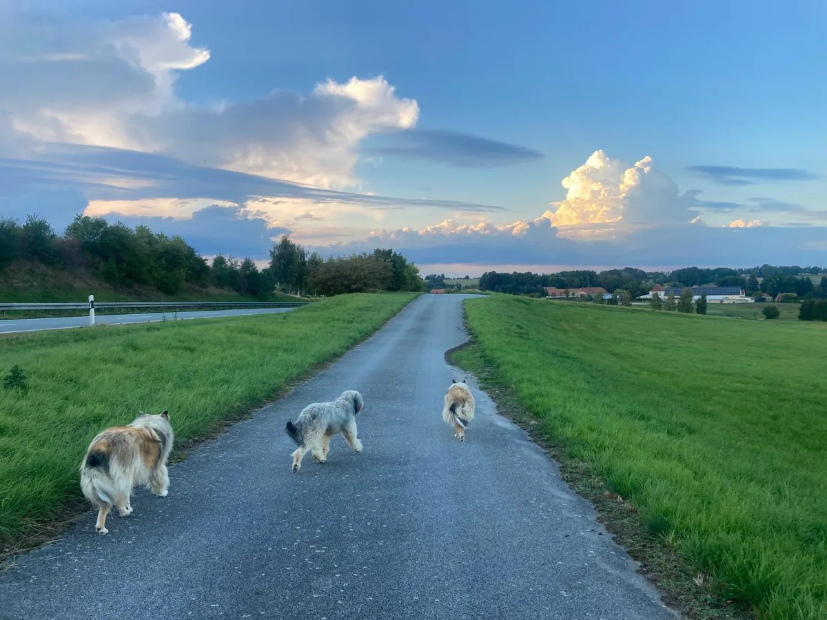 Drei Hunde laufen frei auf einem Feldweg durch die Oberlausitz im Abendlicht